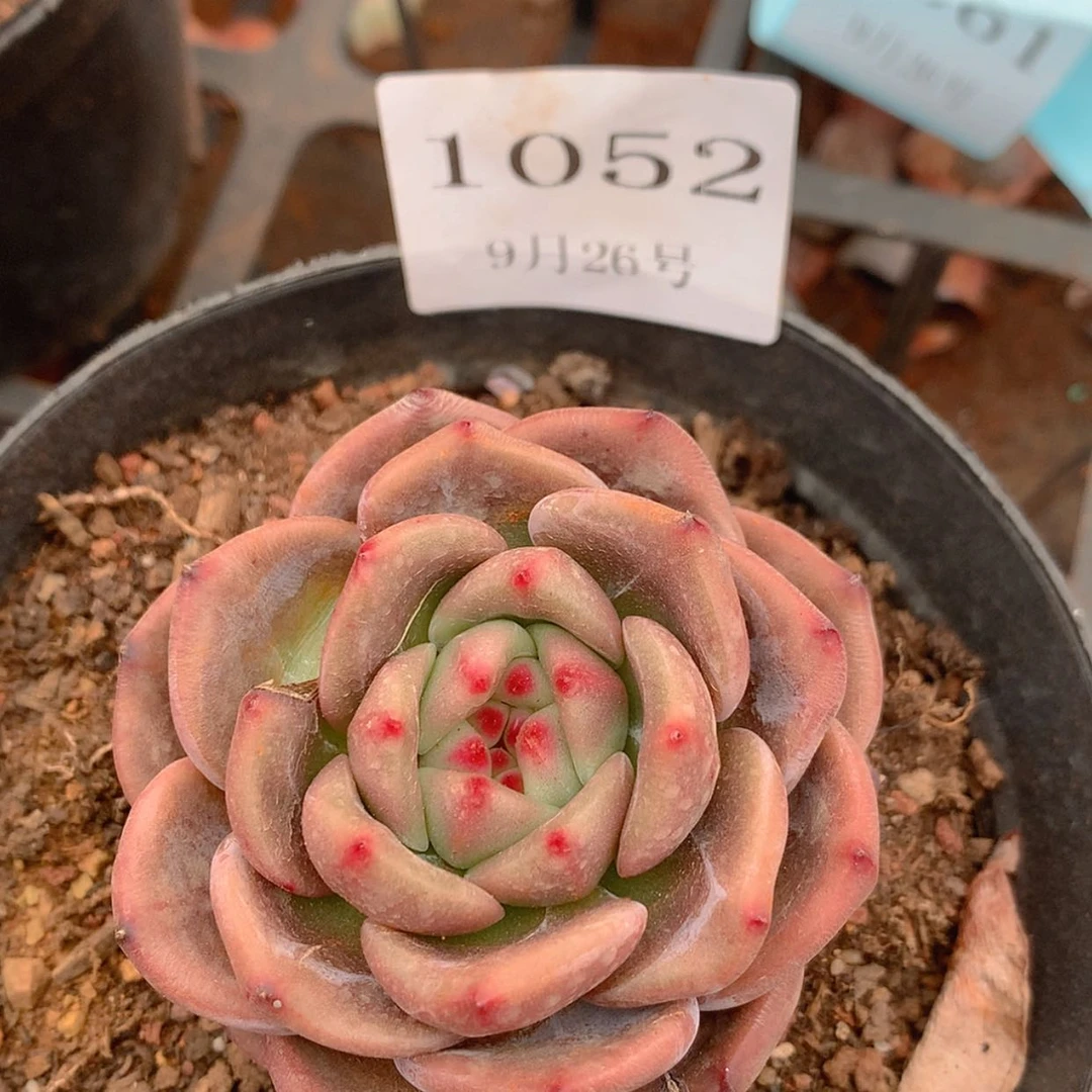 【闪购商品】云1052