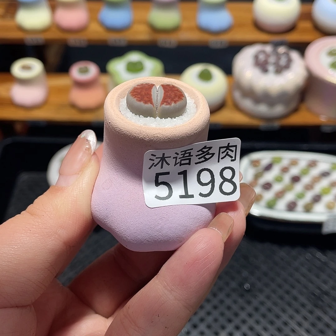 灵***℡带盆土植物 一物一拍5198