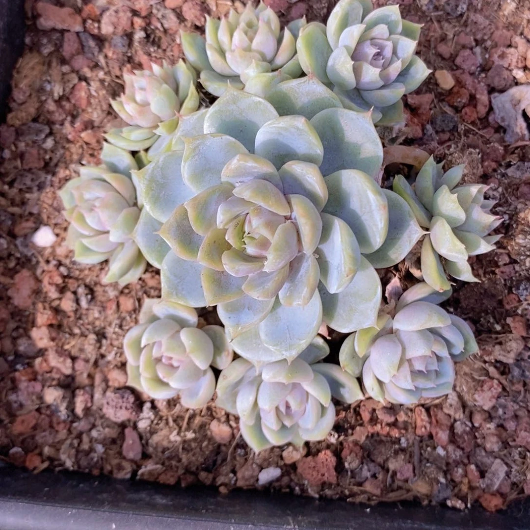 喝***茶4号雪兔000000