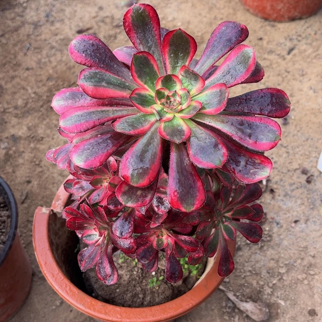 香奈儿9.9法师木质