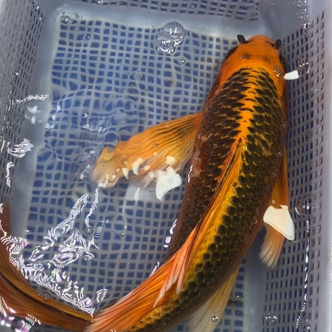 锦鲤冷水锦鲤包邮