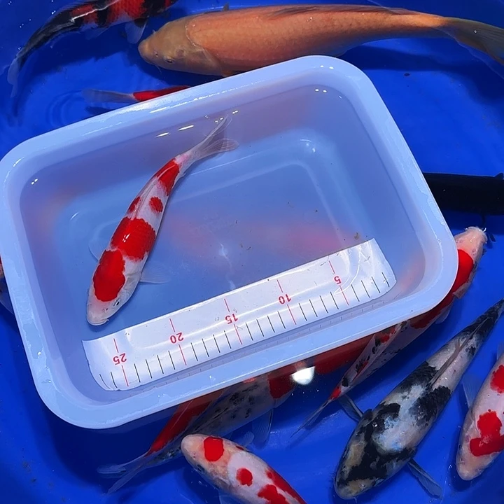 海水鱼很过分吗你不懂啊哈哈