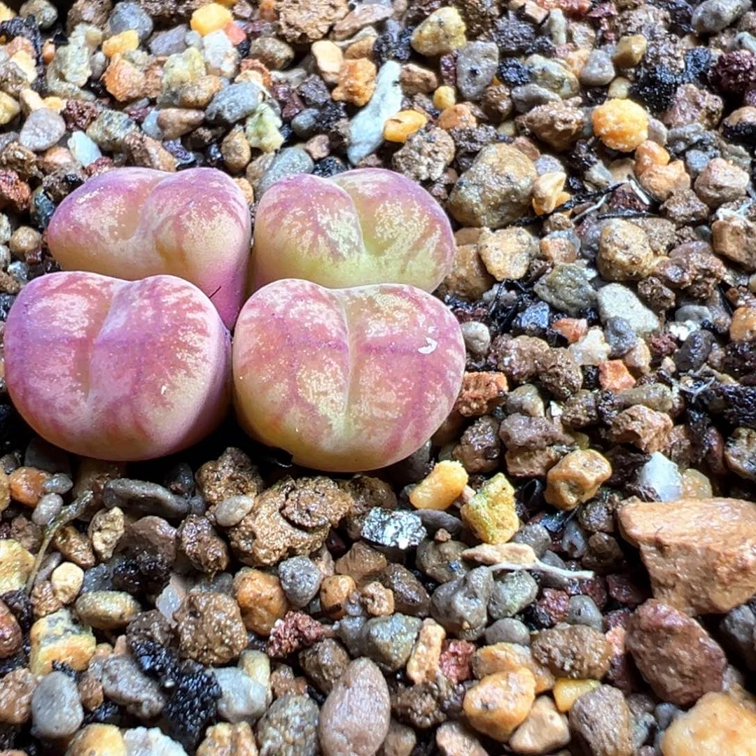 T*T多肉单头优选杂交一头群切右下  tt