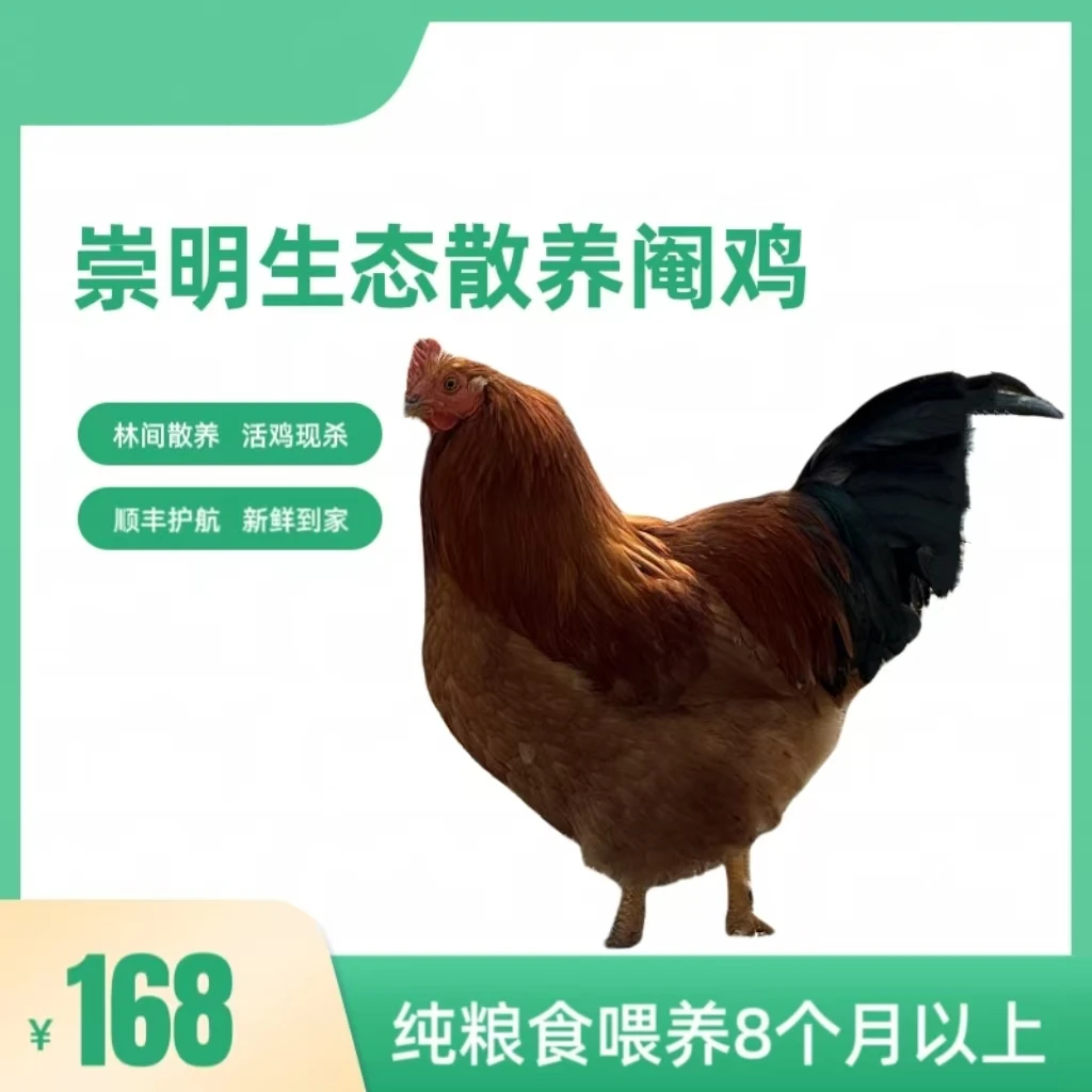 崇明树林散养阉鸡  8个月以上   净重4斤以上毛重5斤以上01