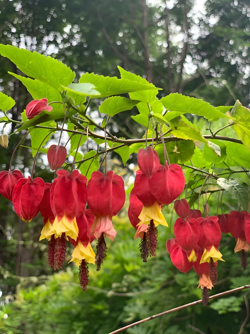 灯笼花喜庆多福多季开花