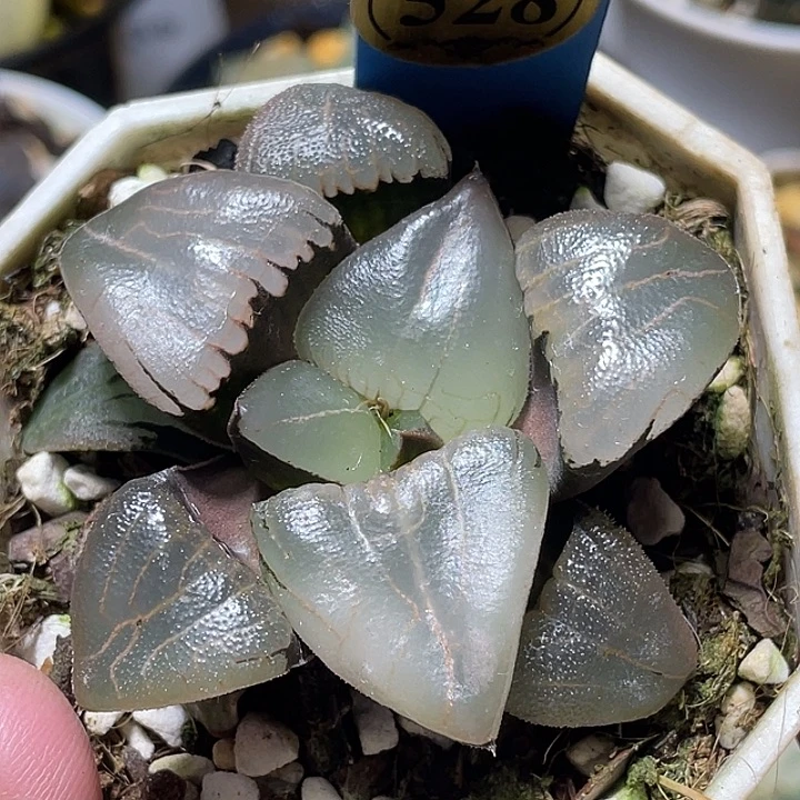 528新糯阿特选福利