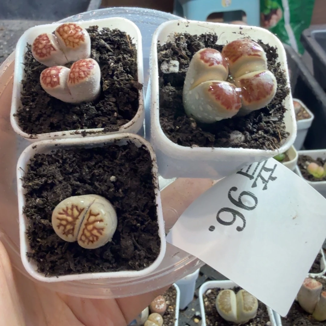 风***海多肉植物和植物等96