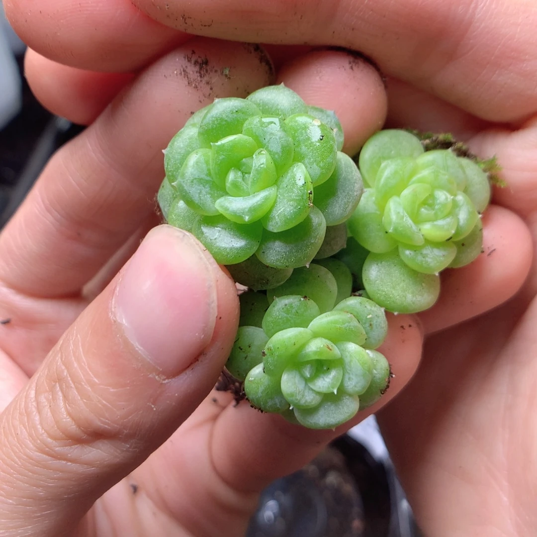 无花朵X34英语英语英语英语英语英语