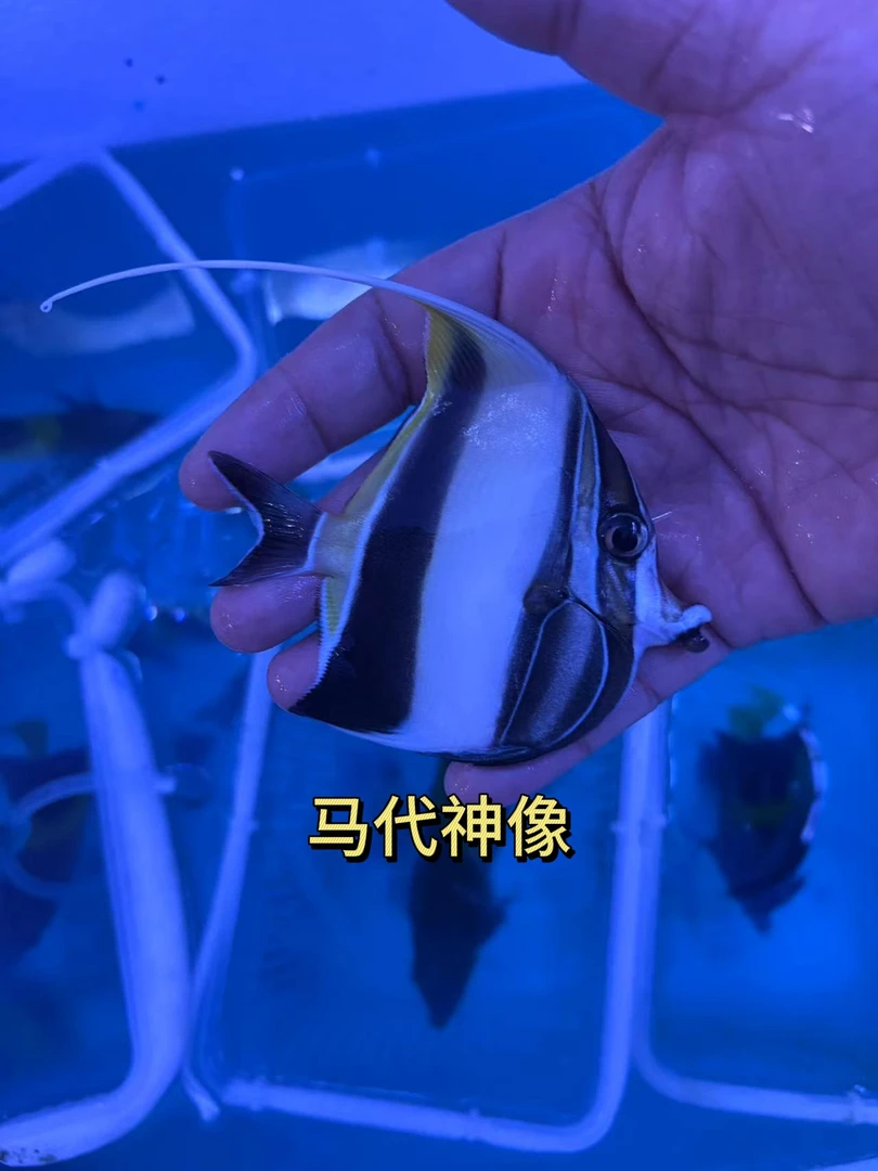 海水鱼马代神像15包装运费到付