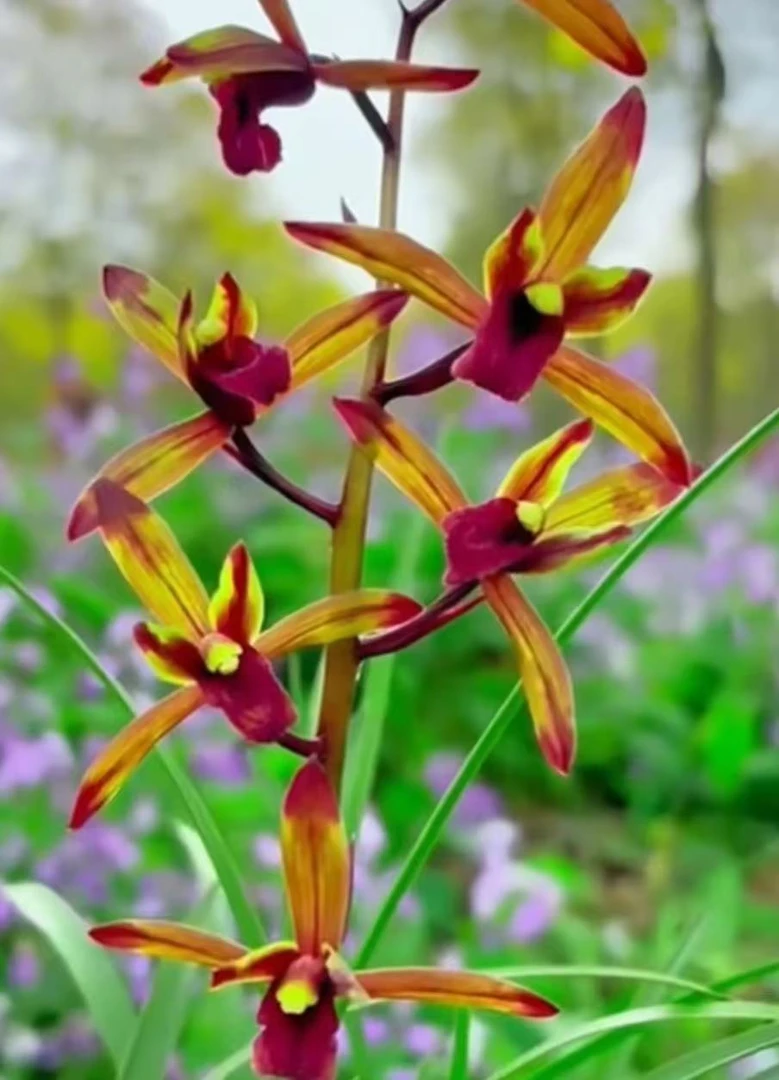 盲盒国兰，蕙兰，全兰类（不退款不售后）