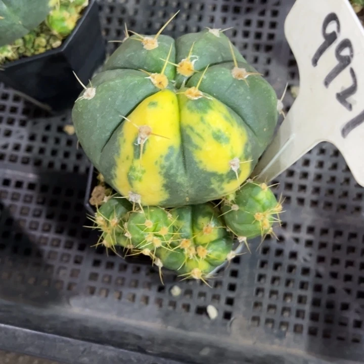 9927圣王锦好养皮实