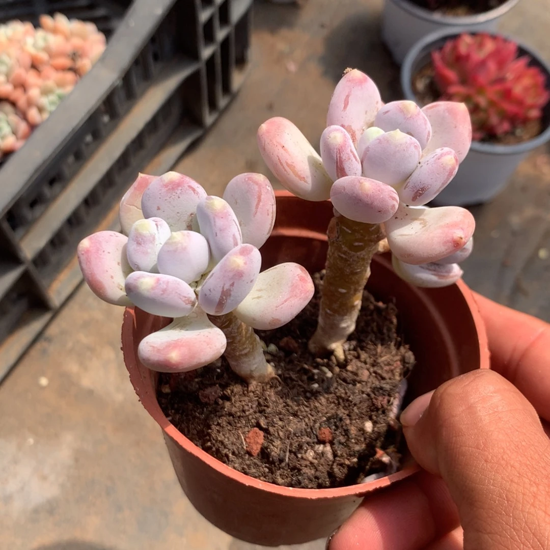 清光绪二十四十二女孩子为