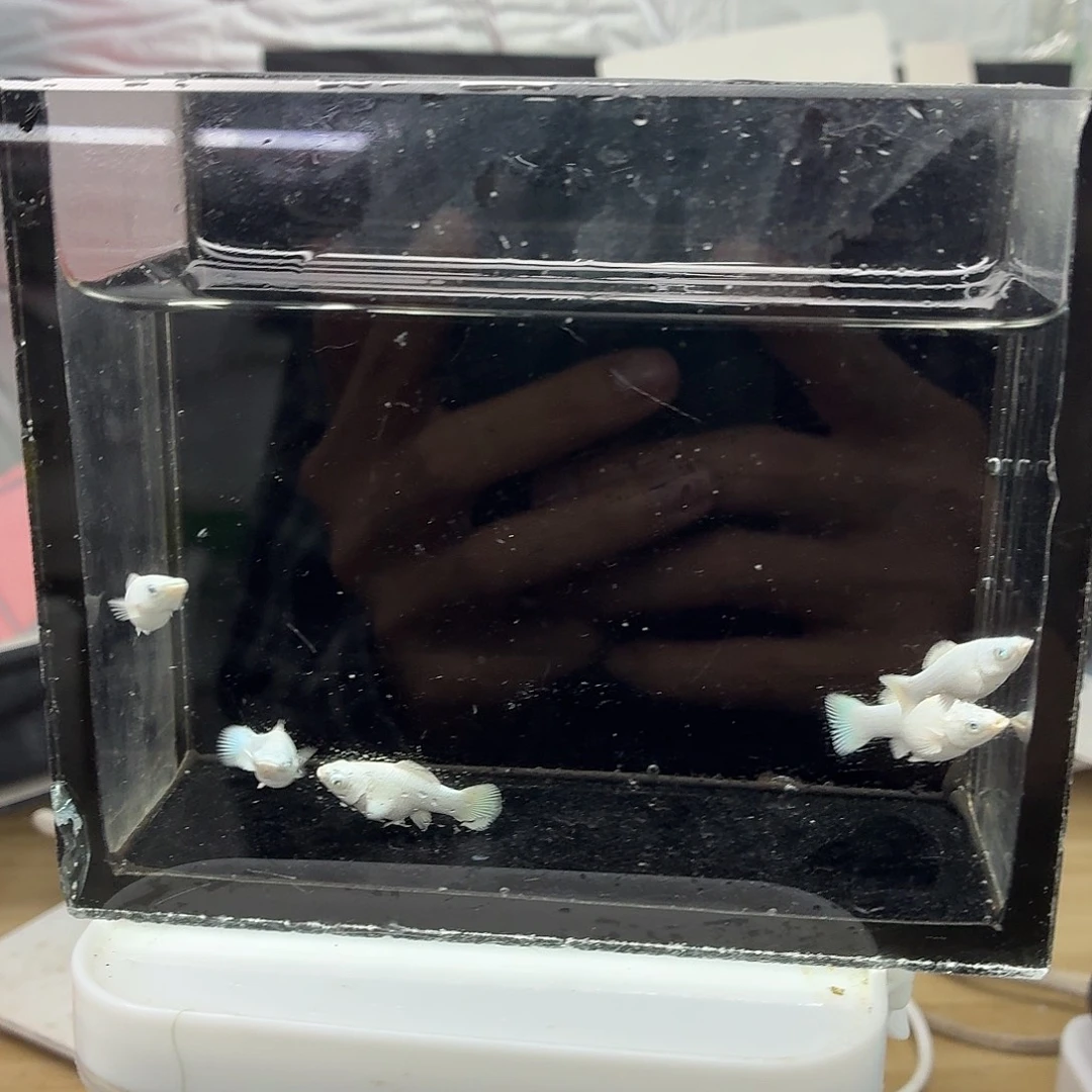 孔雀鱼瓷白玛丽五条