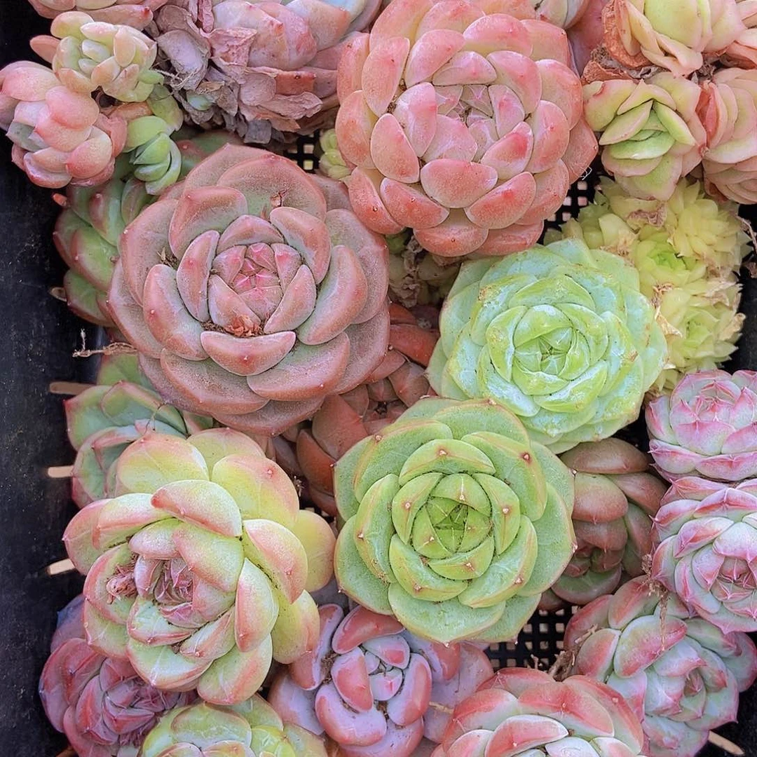 0000000000002量拍保底20颗