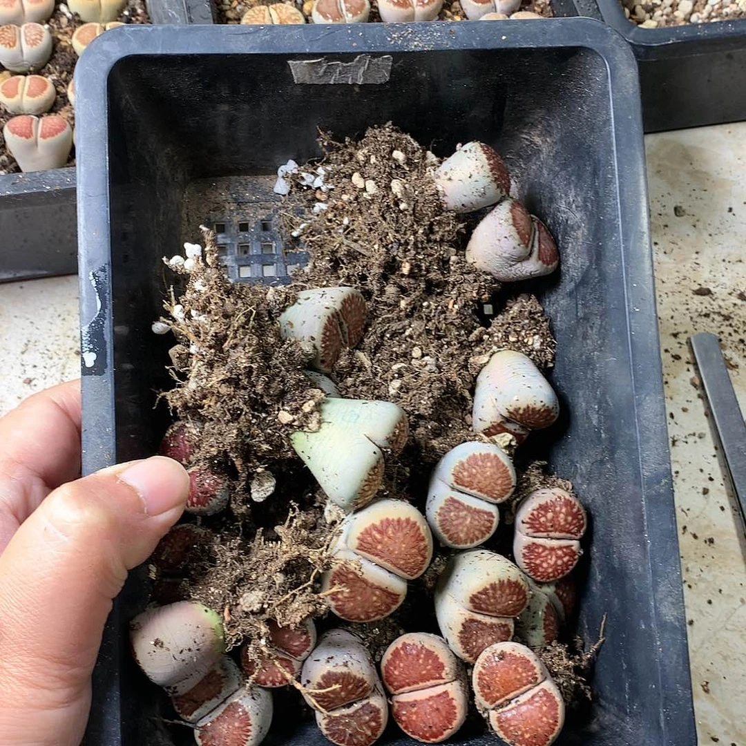 涅**生G313多肉植物保护研究所
