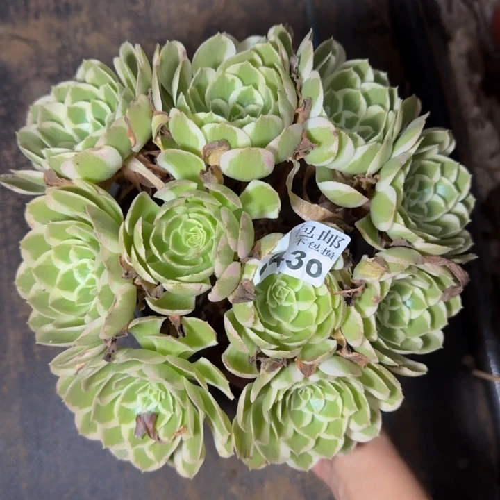 23430南孔雀翎多肉植物