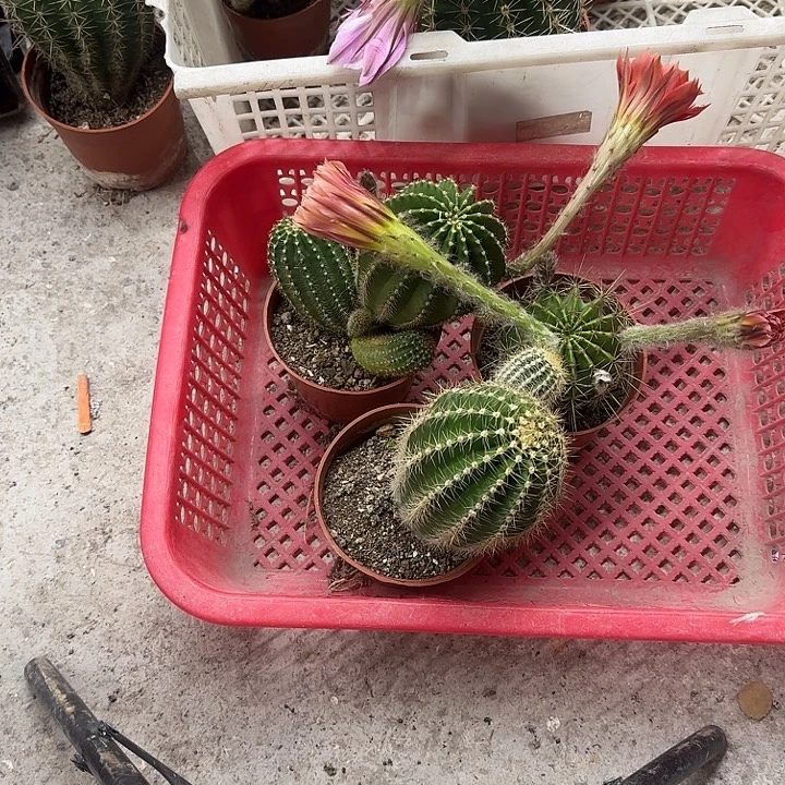 佳***狗无花朵彩草哈哈哈哈哈哈