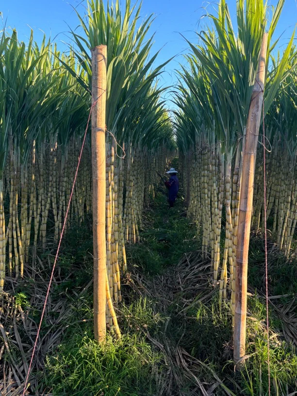 黄金甘蔗 （小果）介意慎拍