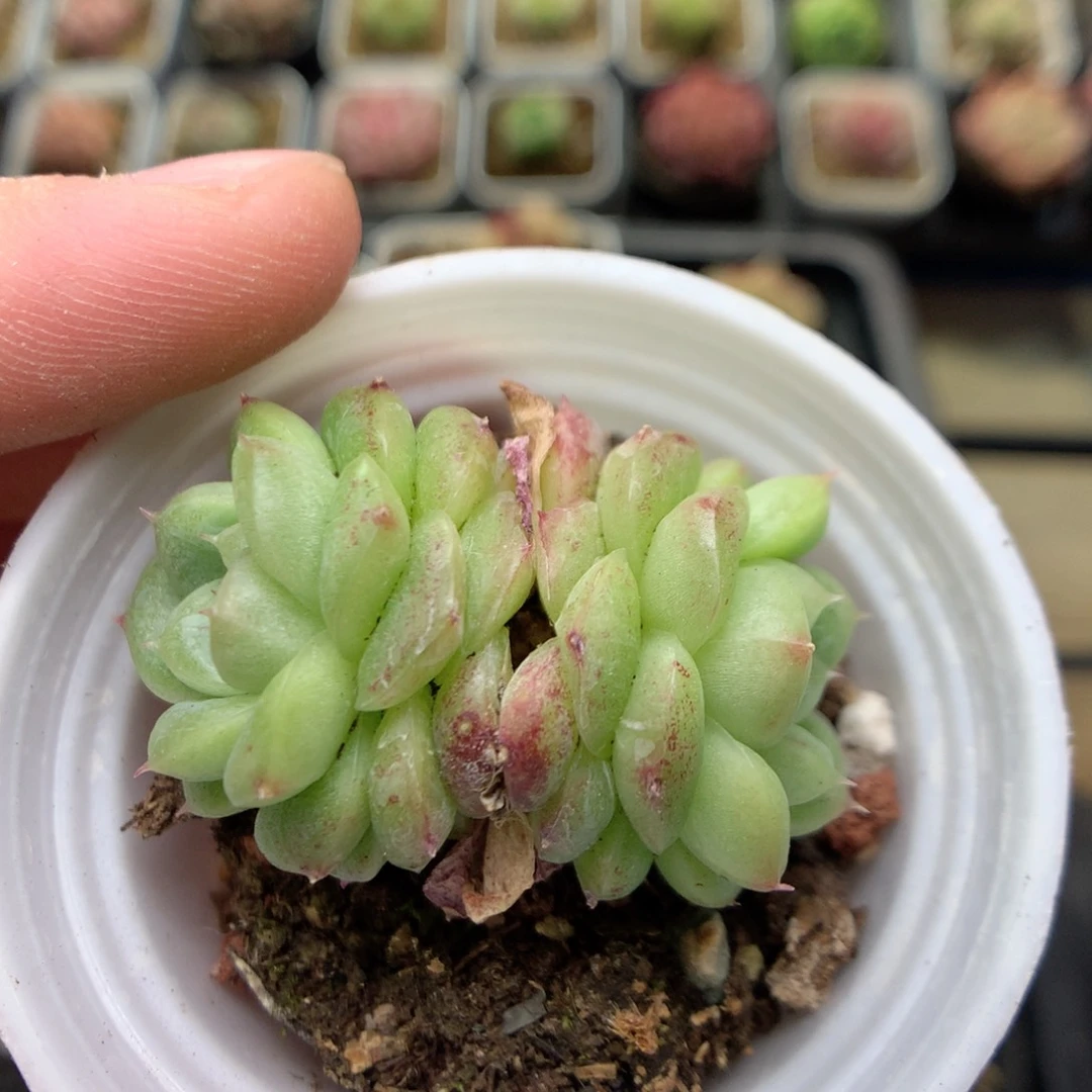 B57秃子绿透珍妮Q42