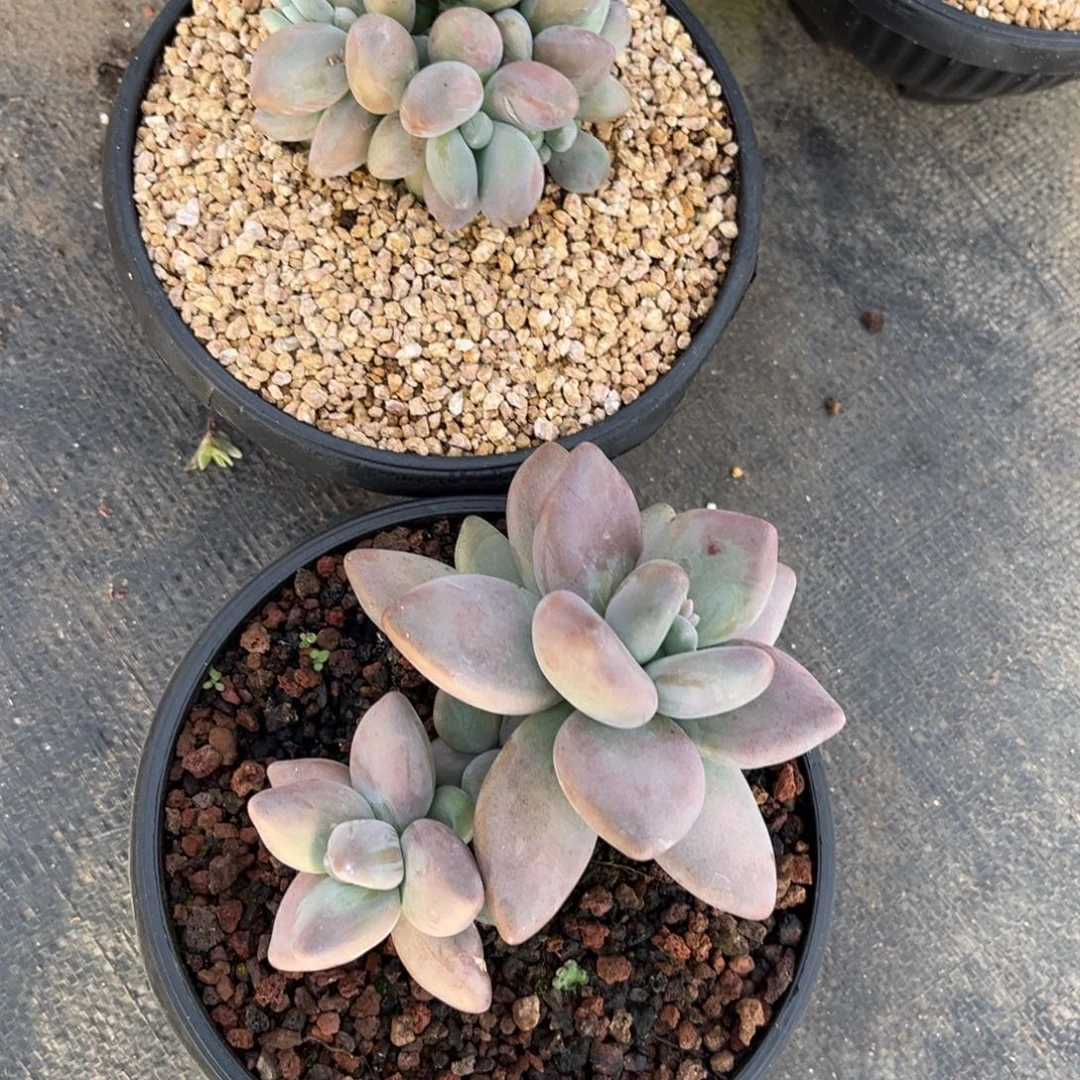 燕***语多肉植物企鹅两颗