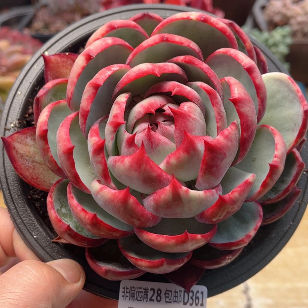 【闪购商品】361惊鸿