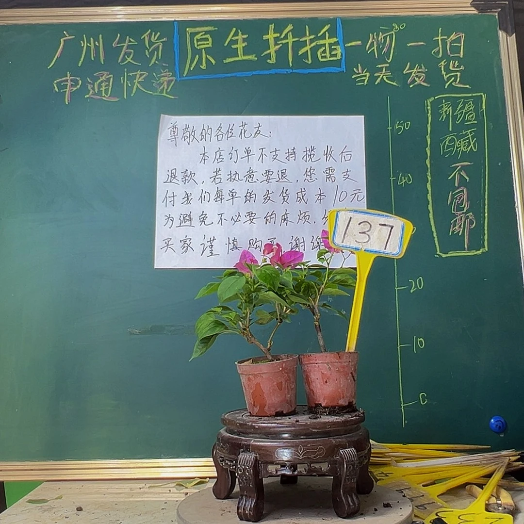 当前无花栽培后可以开花漳红樱掌中宝 暗斑五宝掌中宝137