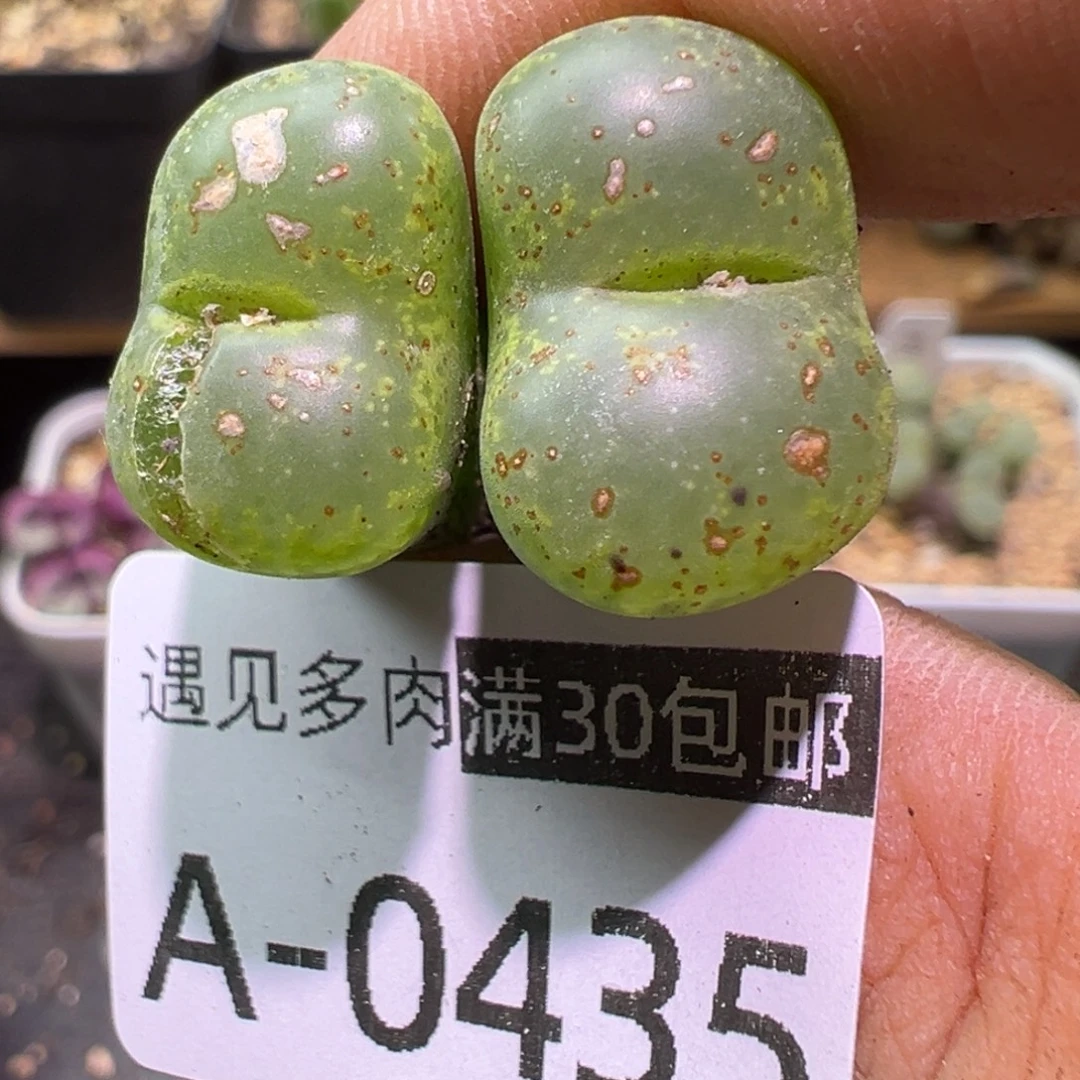多肉植物11111111111