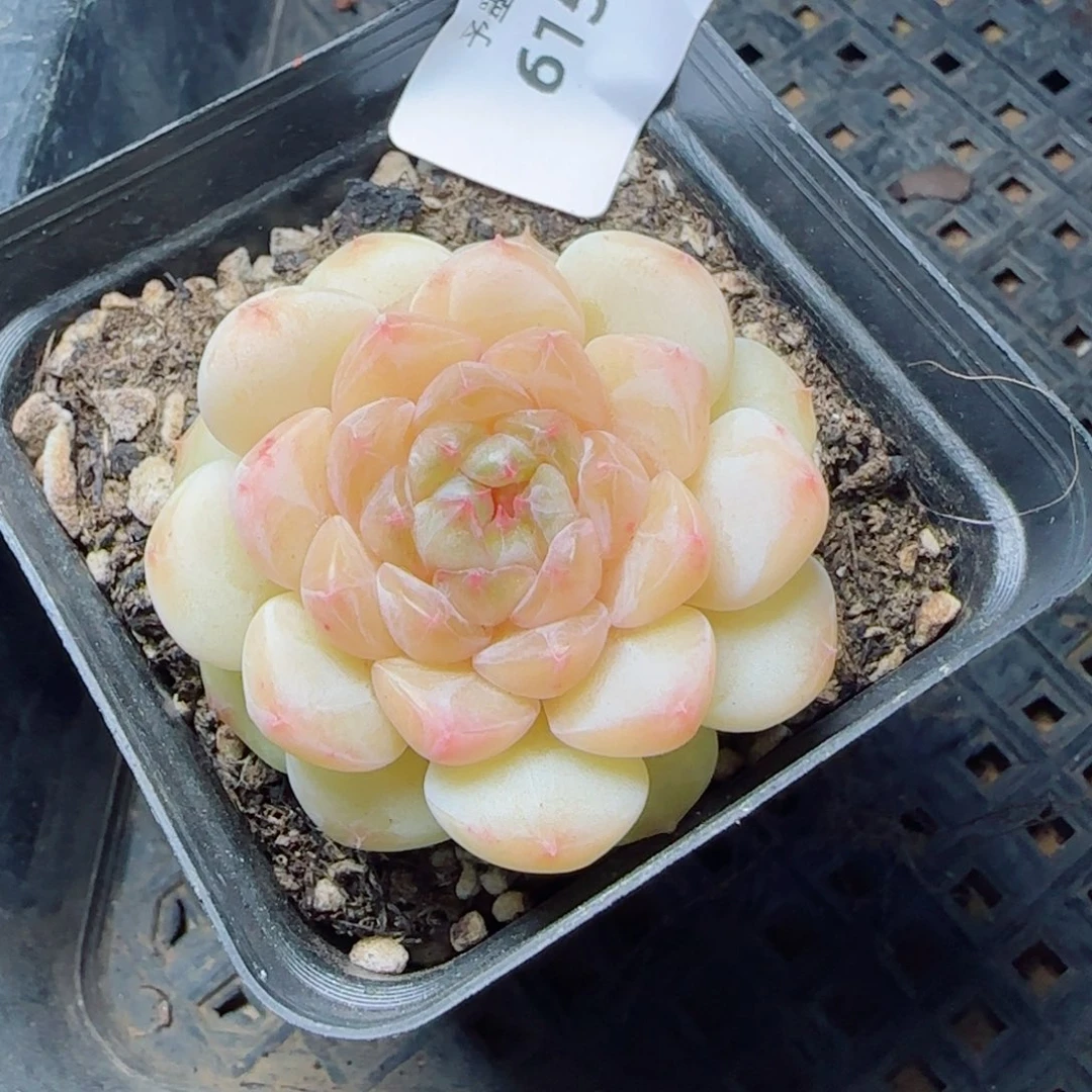 小奶龙，6150多肉植物