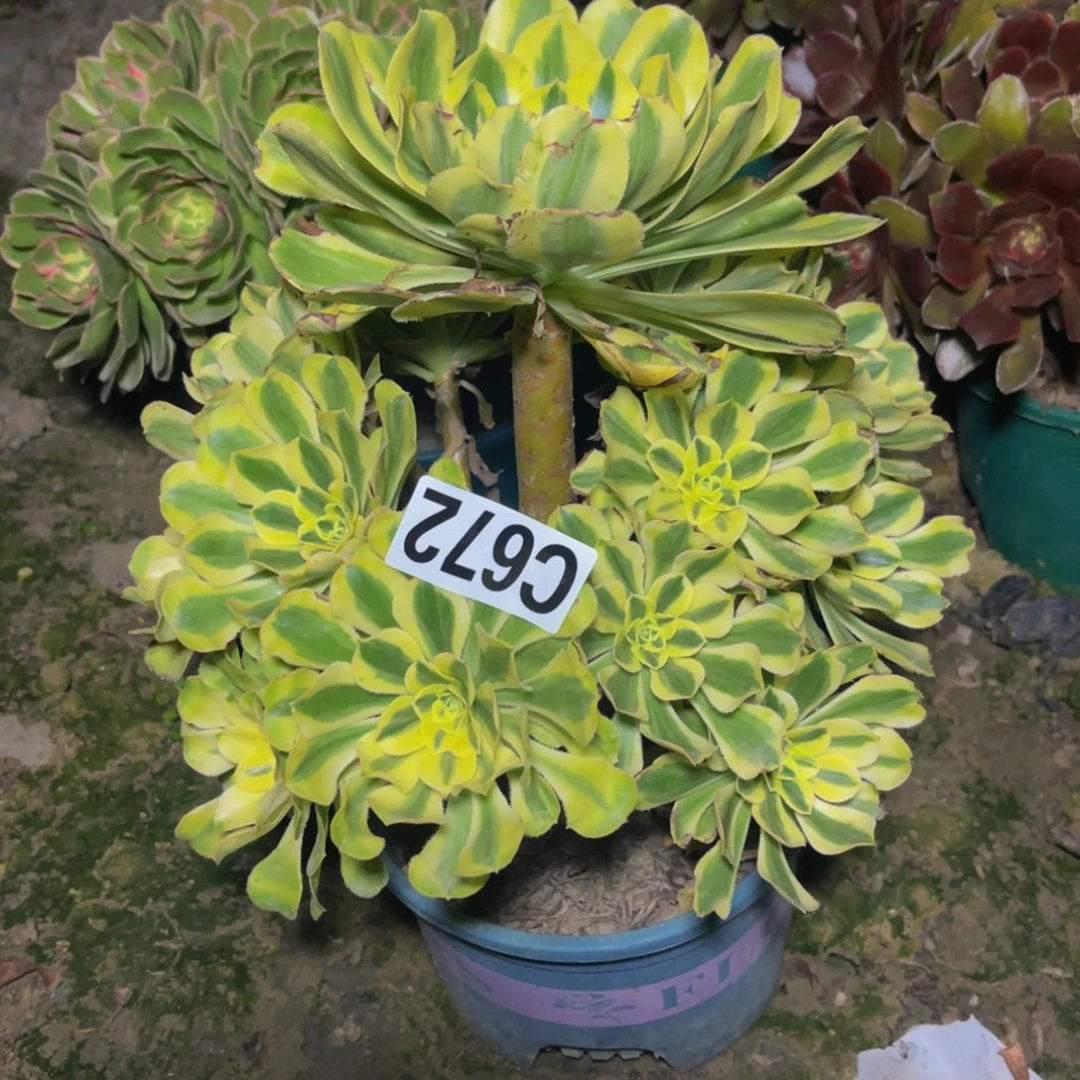 保时捷26///////////17包邮