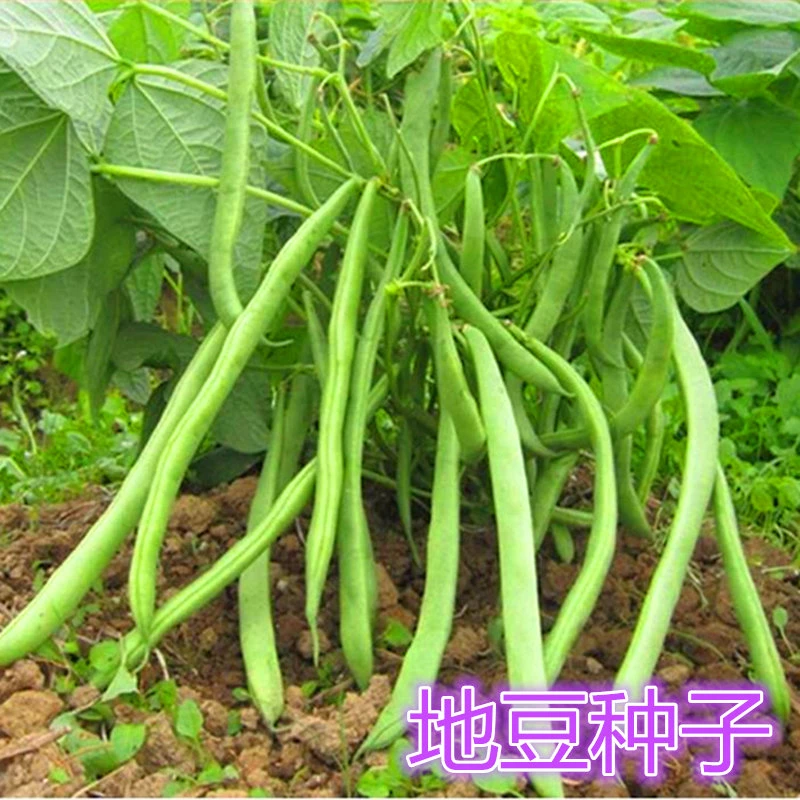 地豆种子无架豆种籽高产豆角矮生不搭架豇豆芸豆高产早熟无筋