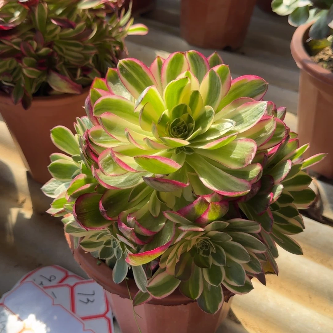 花好月圆0306～65