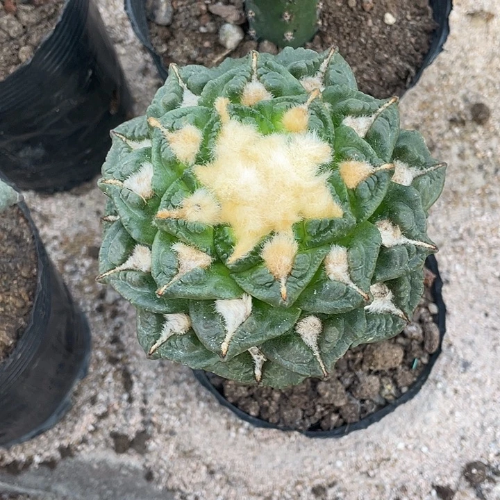 嫁接龟甲福利11公分