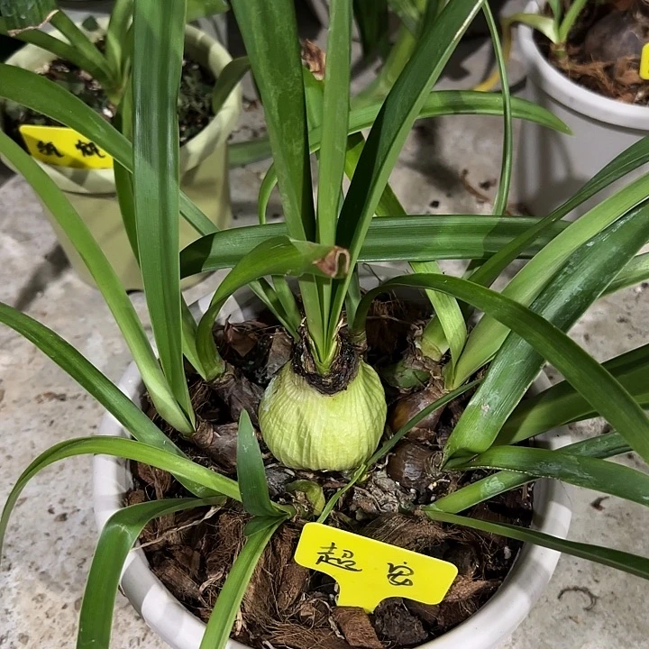 超级安瑞雅5cm11侧，裸球发