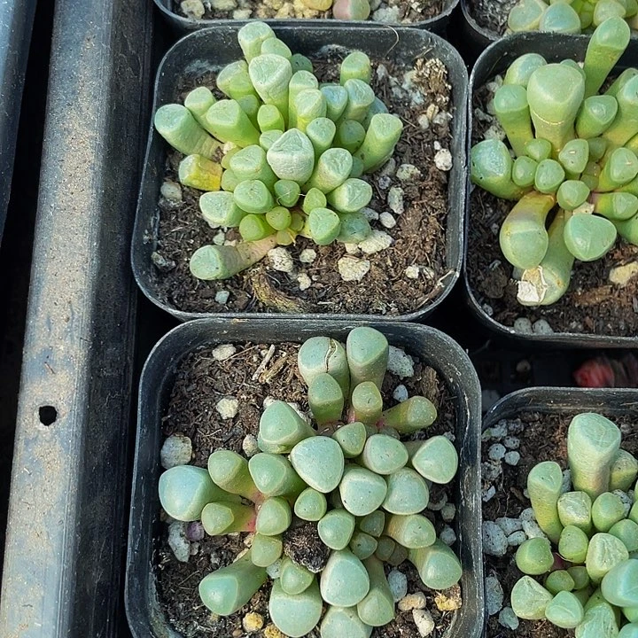 五十铃玉2.8带盆