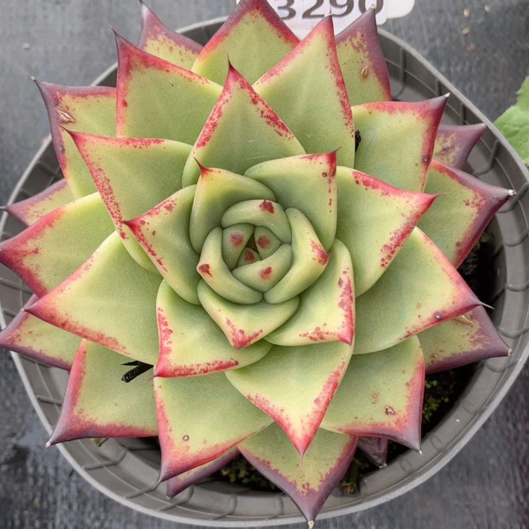 小***）多肉植物3290………….