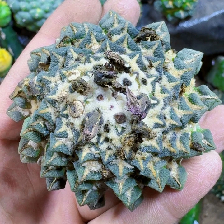 福利黑牡丹螺旋342