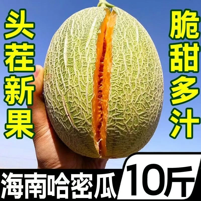海南哈密瓜海沙地头茬精品蜜瓜脆甜多汁【顺丰包邮】今天拍明天到5/10斤【富贵甄选】