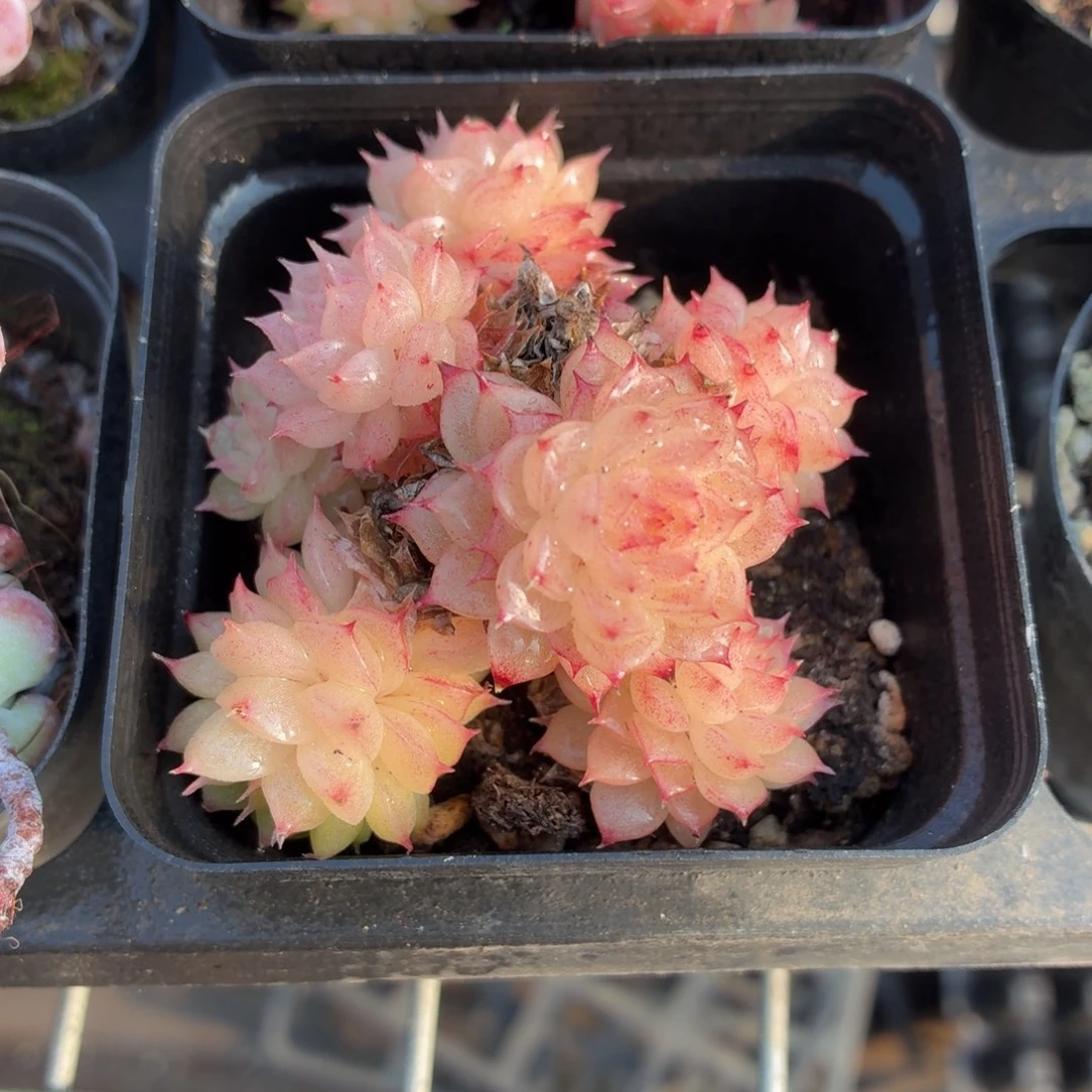 粉特麦秆多肉9.9包邮发货