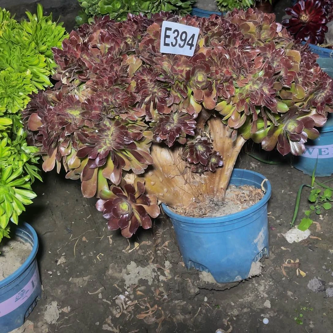 玫瑰法师15–34包邮法师