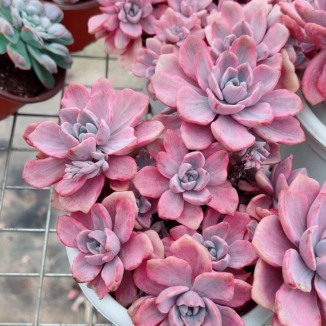 理查德夫人精品特价