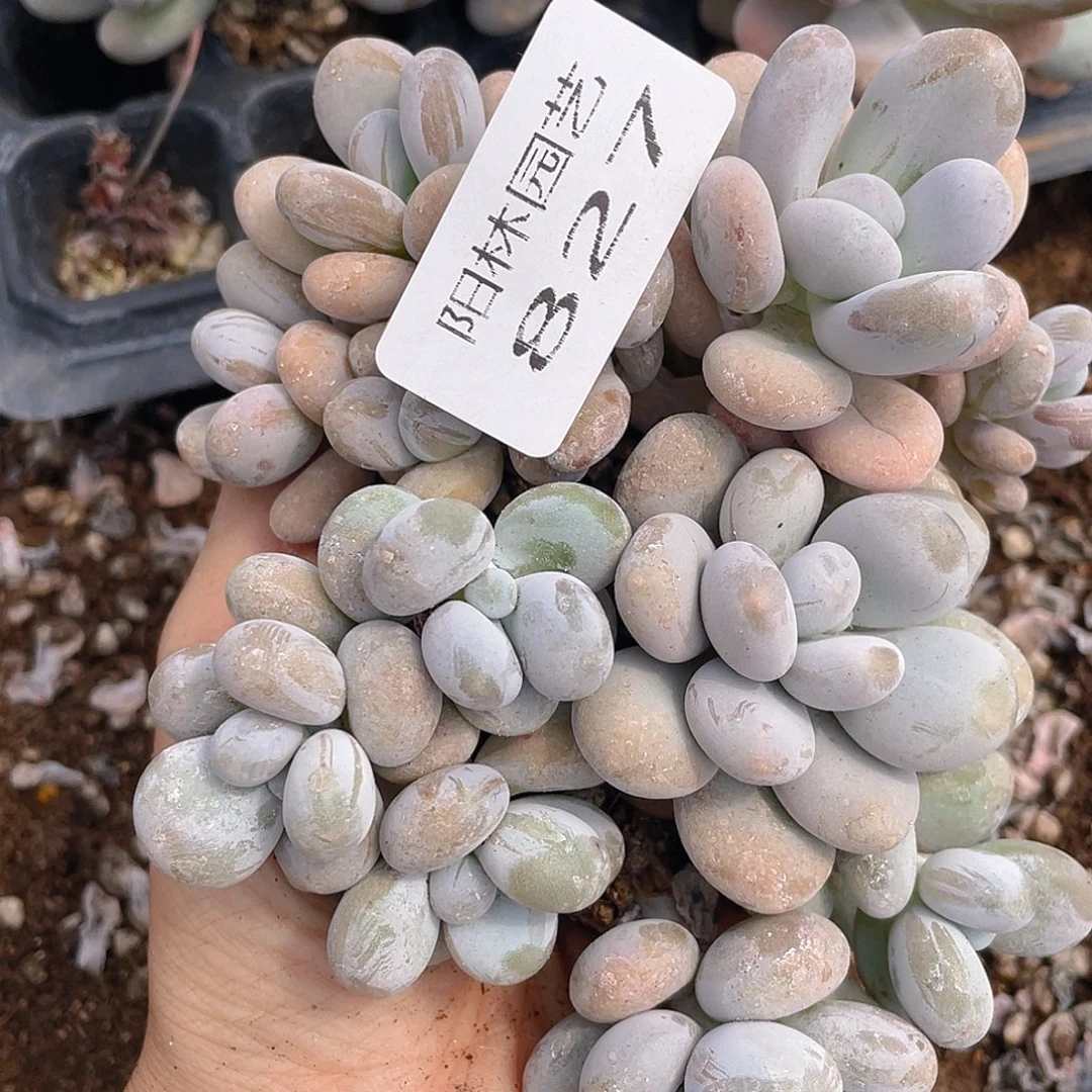 多肉植物多肉植物827
