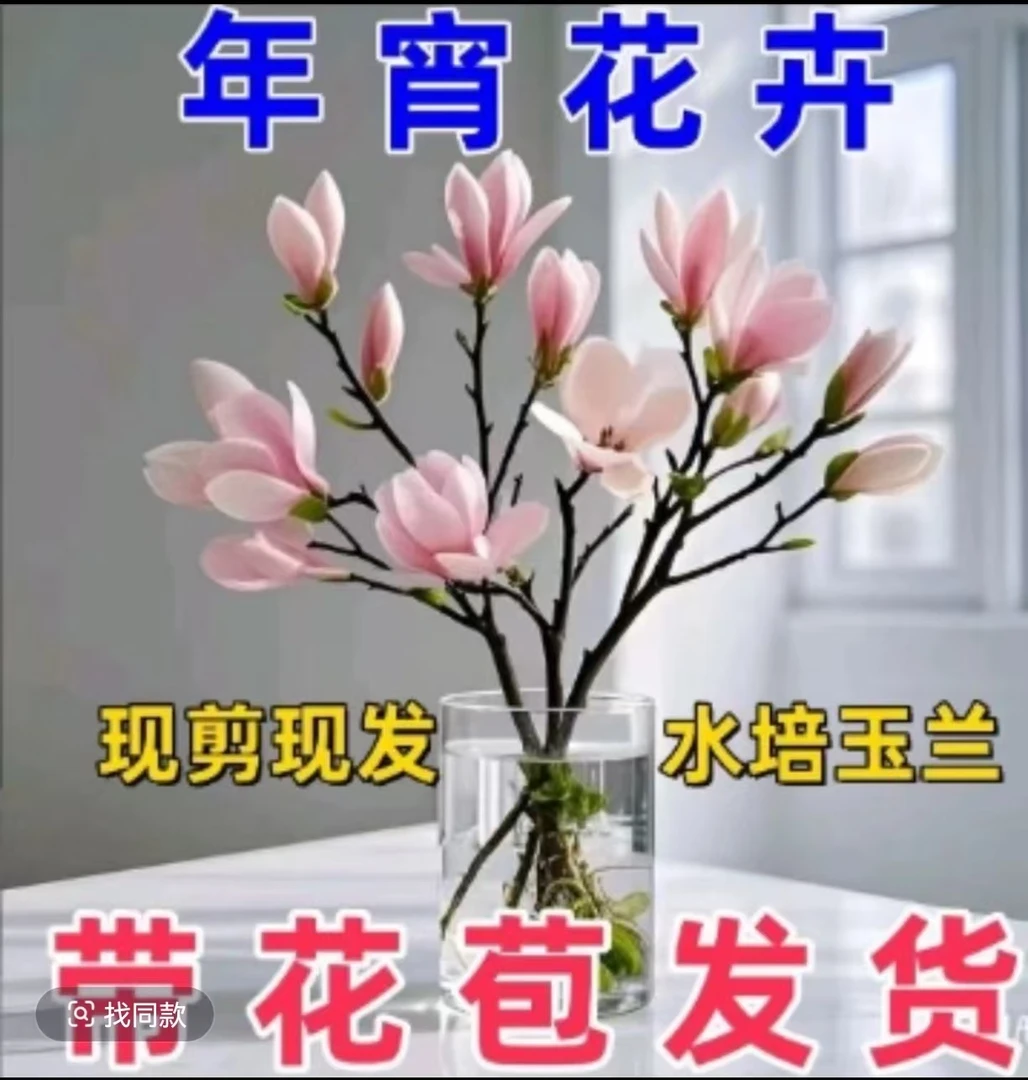 【遇水开花】LY新年装饰玉兰花枝水培水养植物年宵花卉室内好养耐寒