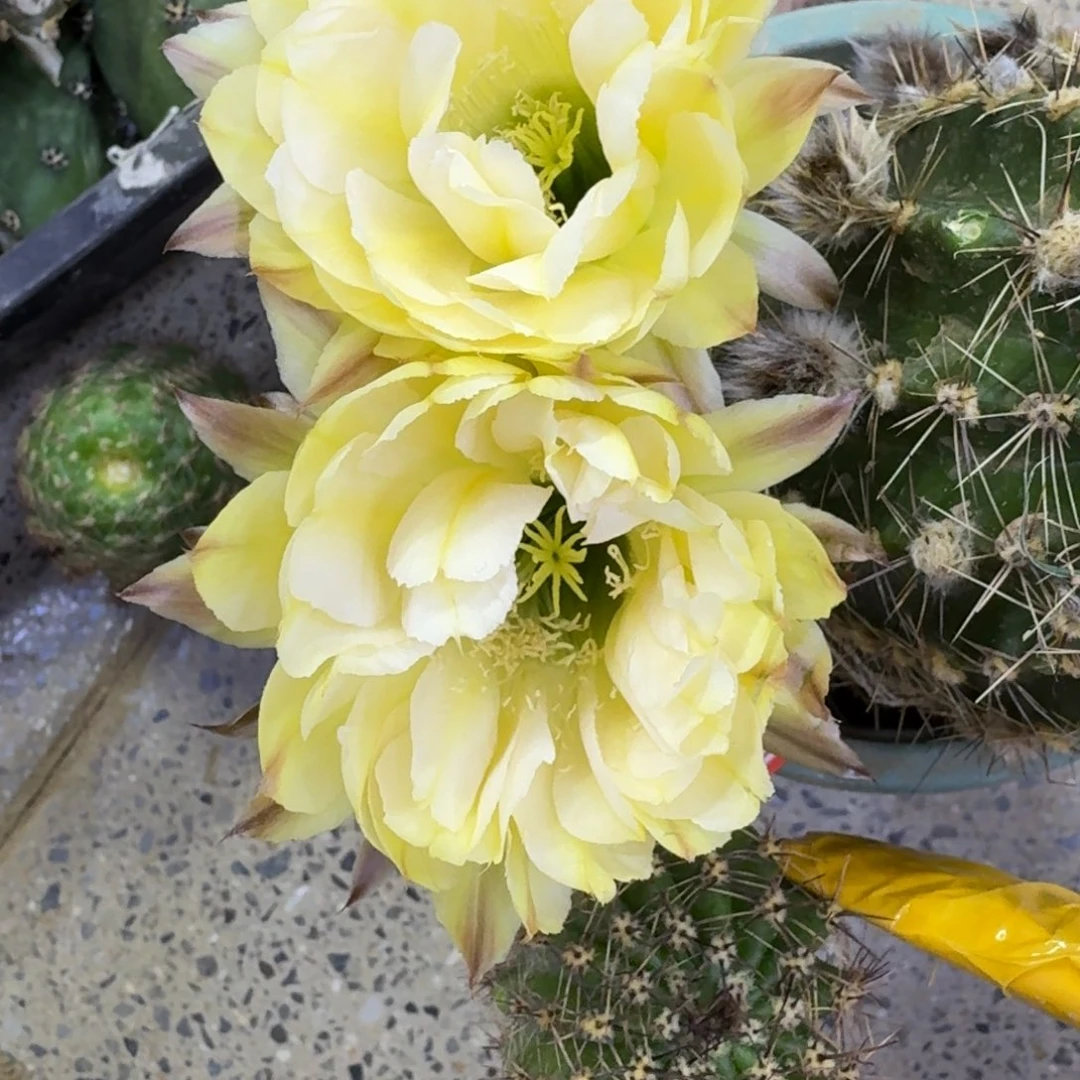 47彩草186歪4公分左右无根侧牙，20包邮