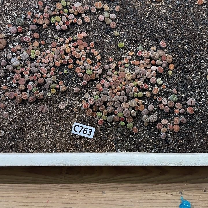 C763 生石花整箱脱土发货