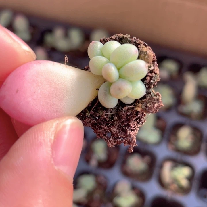 萤火虫群生量随机发满18