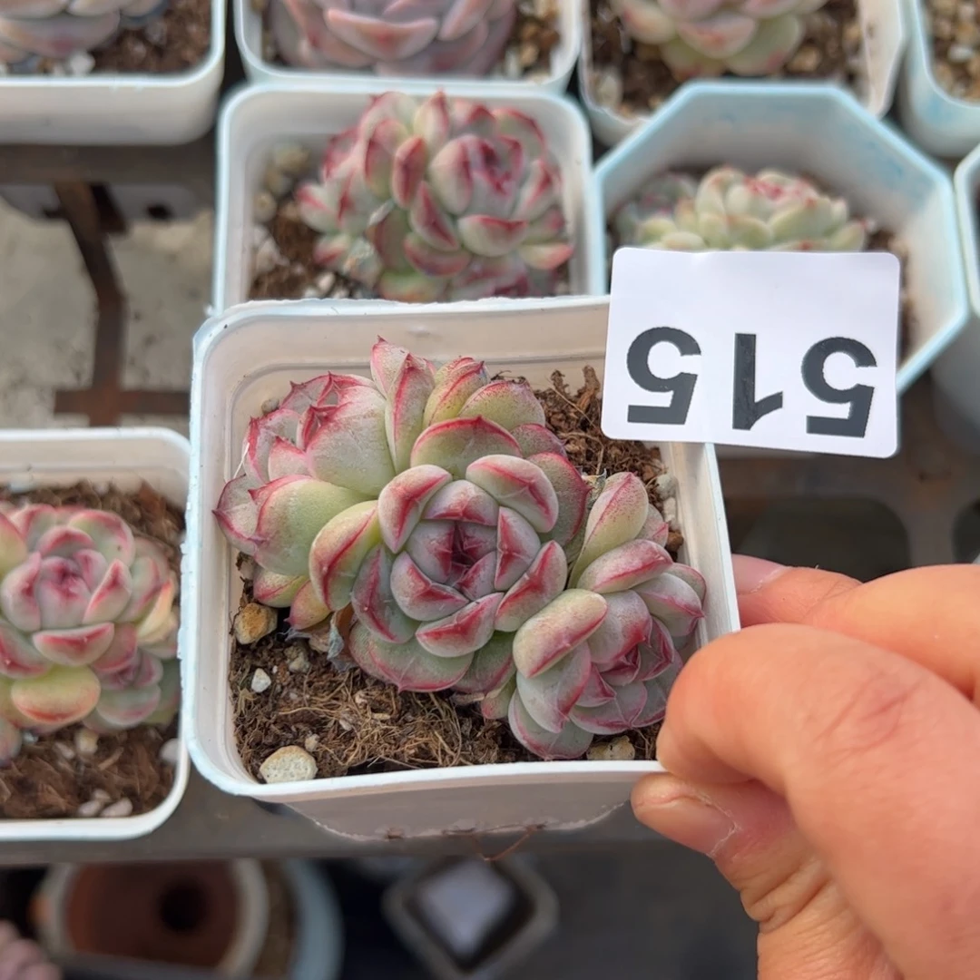 e****l515 多肉植物组合盆栽