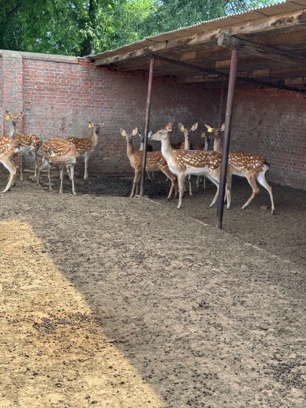东北自家鹿场 以直播间为准