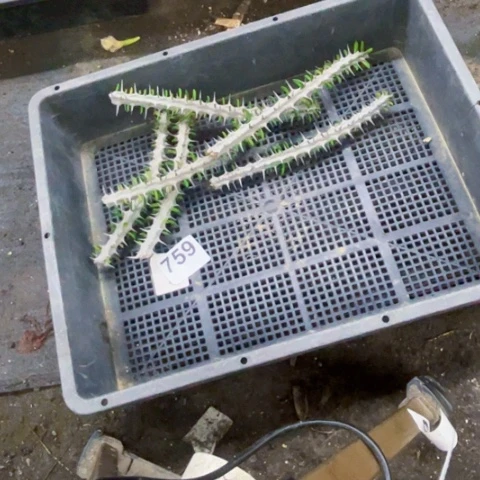 759砍头亚龙木一物一图如图