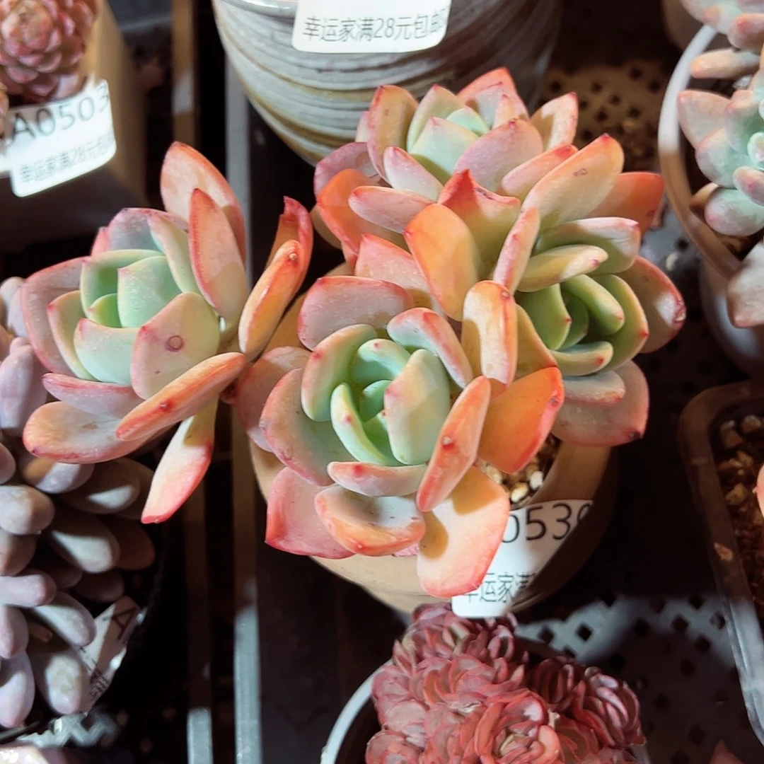 幸运的是我的朋友