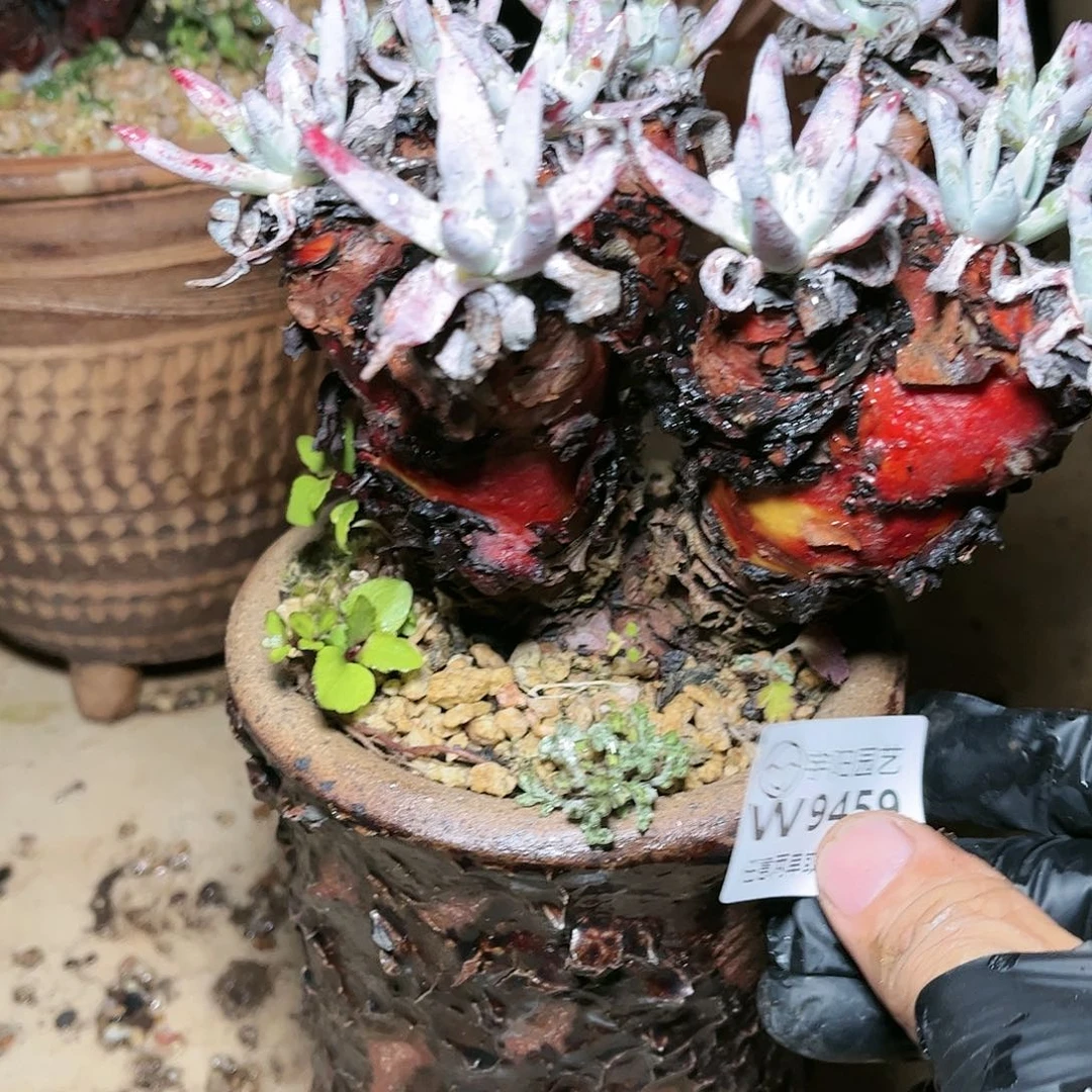 9459蓦然一白菊仙女杯多肉